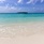 Plumeria Maldives