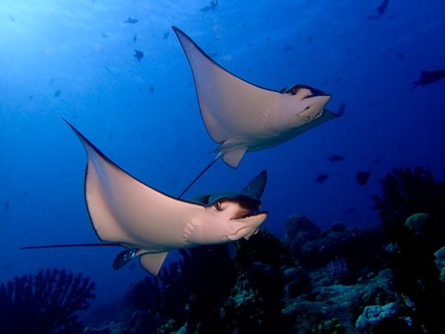 Eriyadu Island Resort