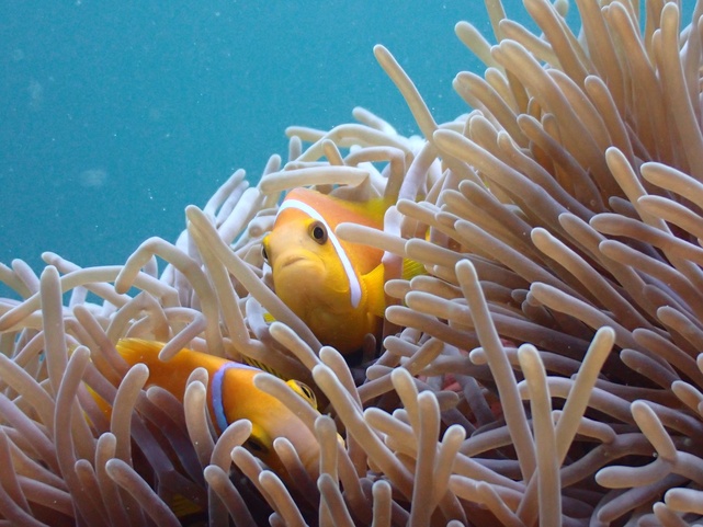 Dhawa Ihuru (Ex. Angsana Ihuru)