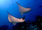 Eriyadu Island Resort