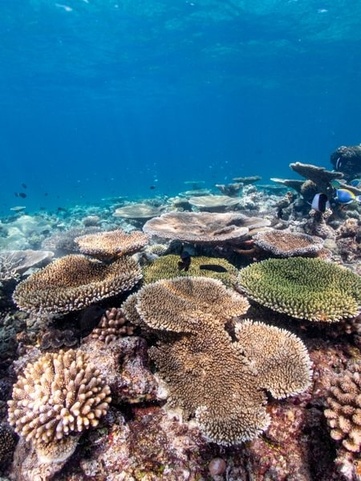 Eriyadu Island Resort