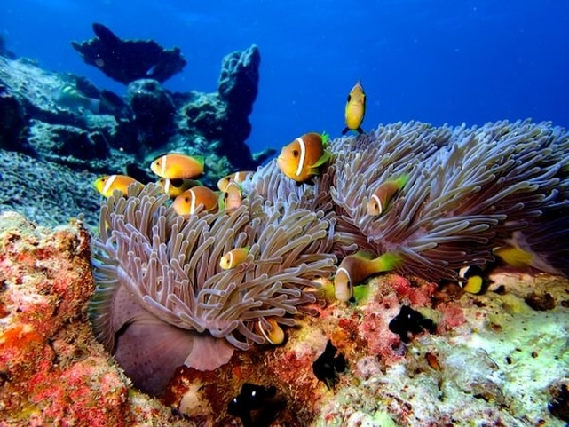 Eriyadu Island Resort