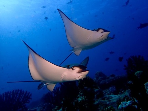 Eriyadu Island Resort