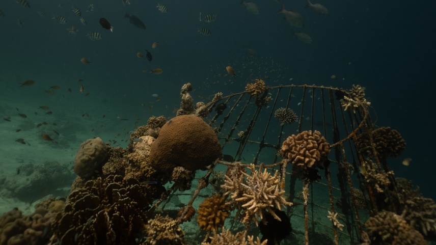 Dhawa Ihuru (Ex. Angsana Ihuru)