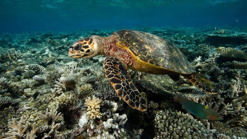 Dhawa Ihuru (Ex. Angsana Ihuru)