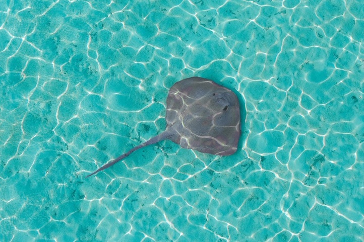 So/ Maldives