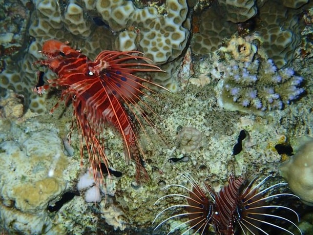 Eriyadu Island Resort