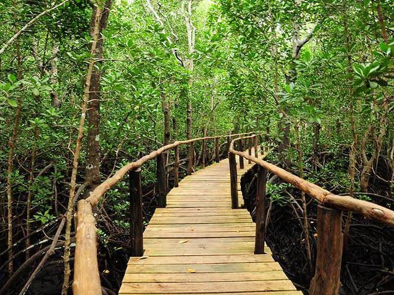 Тропический лес «Джозани»^ Занзибар. Отдых в Танзании