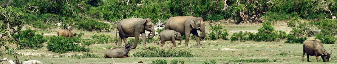 Шри-Ланка. Национальный парк Яла